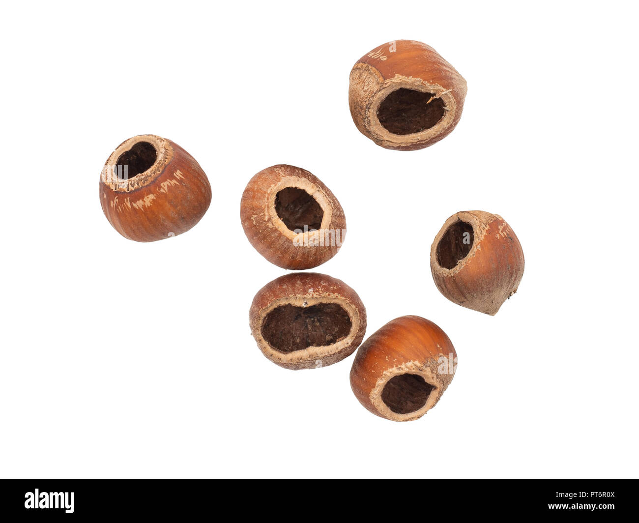 Common hazel, Corylus avellana, hazelnuts eaten by wood mouse, mice. Isolated on white Stock