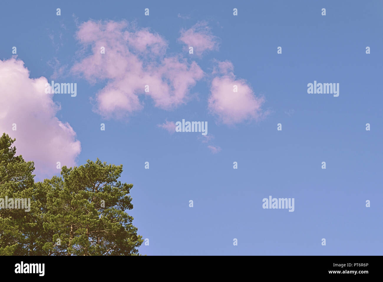 Tops of tree pine in sky with clouds Stock Photo - Alamy