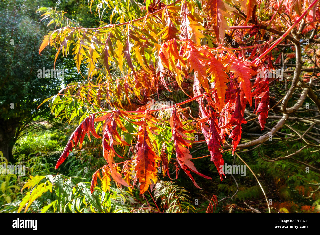 Smooth Sumac, Rhus glabra 'Laciniata' in autumn Autumnal garden plant Stock Photo