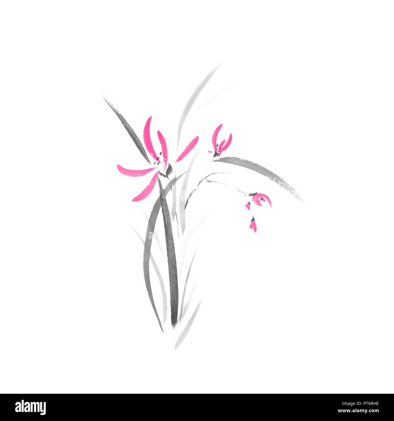 Pink Wild Orchid Flowers Delicate Japanese Sumi E Zen Style Illustration Black And Color Ink Painted Artwork Isolated On White Background Stock Photo Alamy