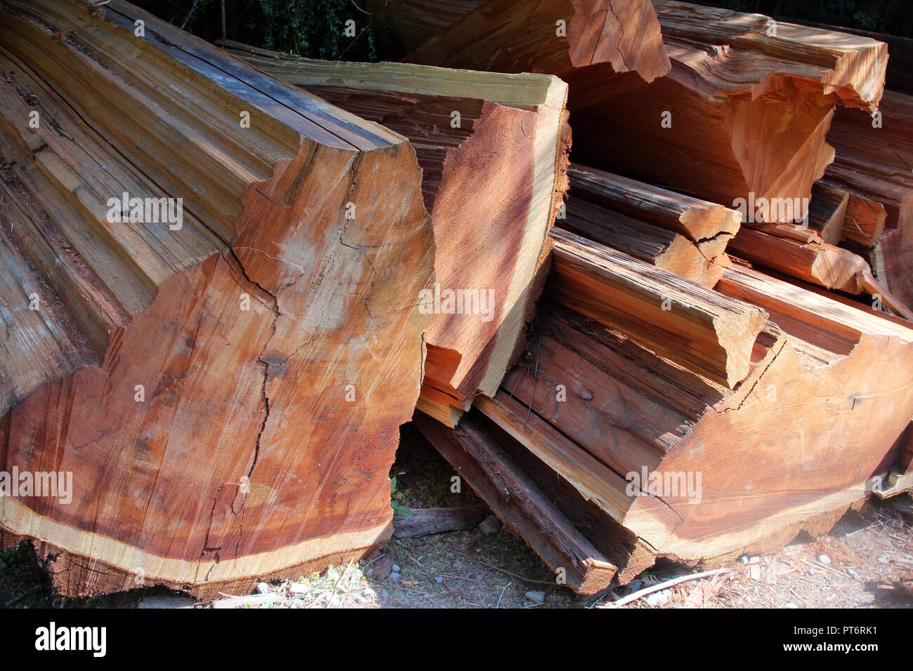 Chopped redwood tree Stock Photo