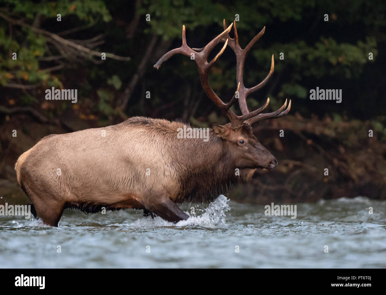 Wild Bull Elk During the Rut Season Stock Photo - Alamy
