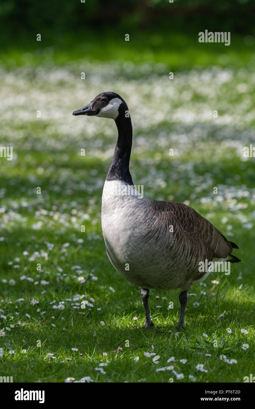 Canadian goose tongue hires stock photography and images Alamy