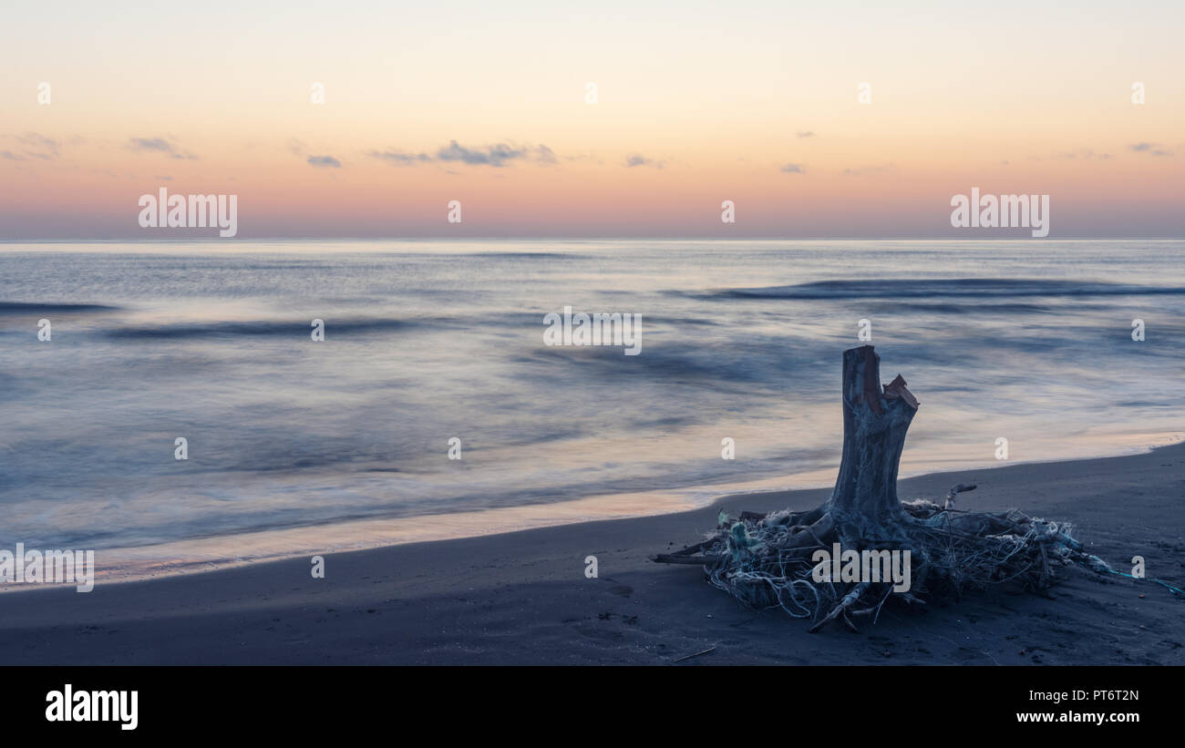 Dawn on the sea, old wood snag on shore, long exposure photo Stock Photo