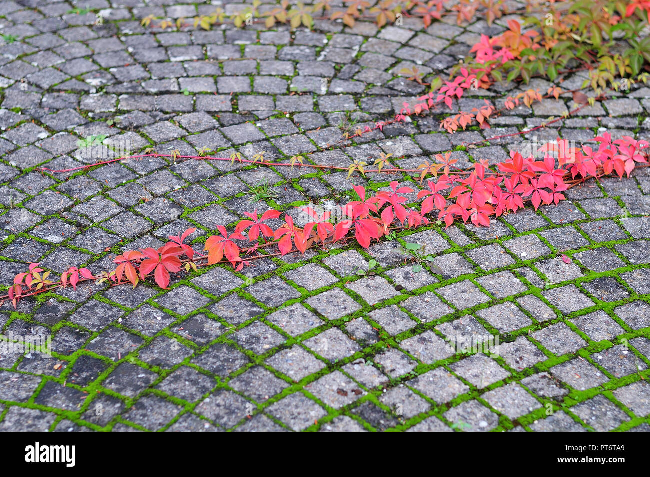 Creeping Stems High Resolution Stock Photography and Images Alamy