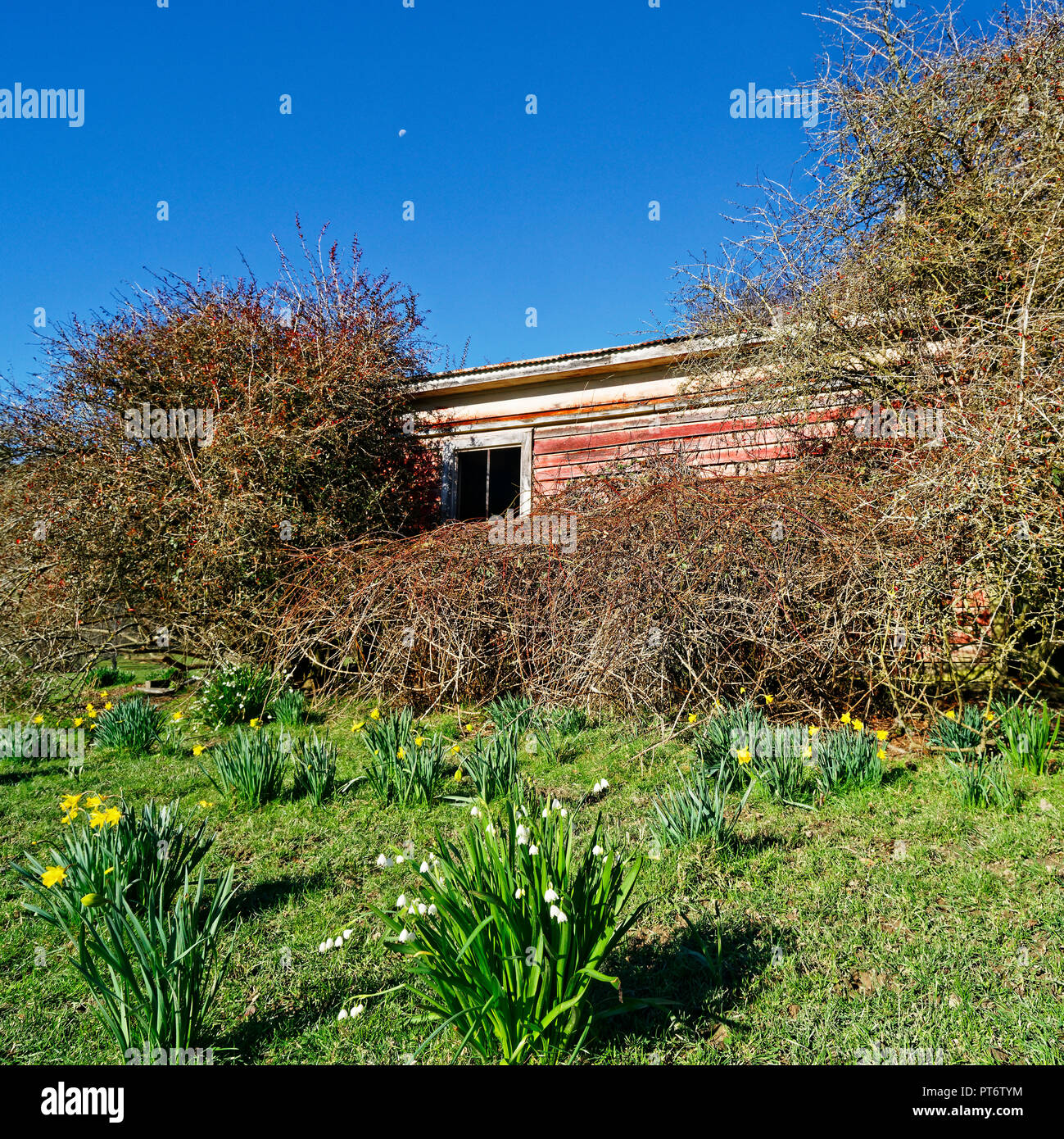 Abandoned weatherboard cottage now overgrown by trees and blackberry vine Stock Photo