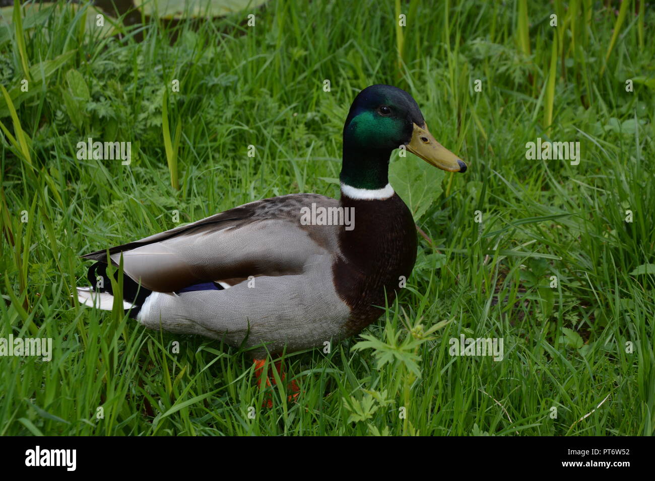 Ente hi-res stock photography and images - Alamy