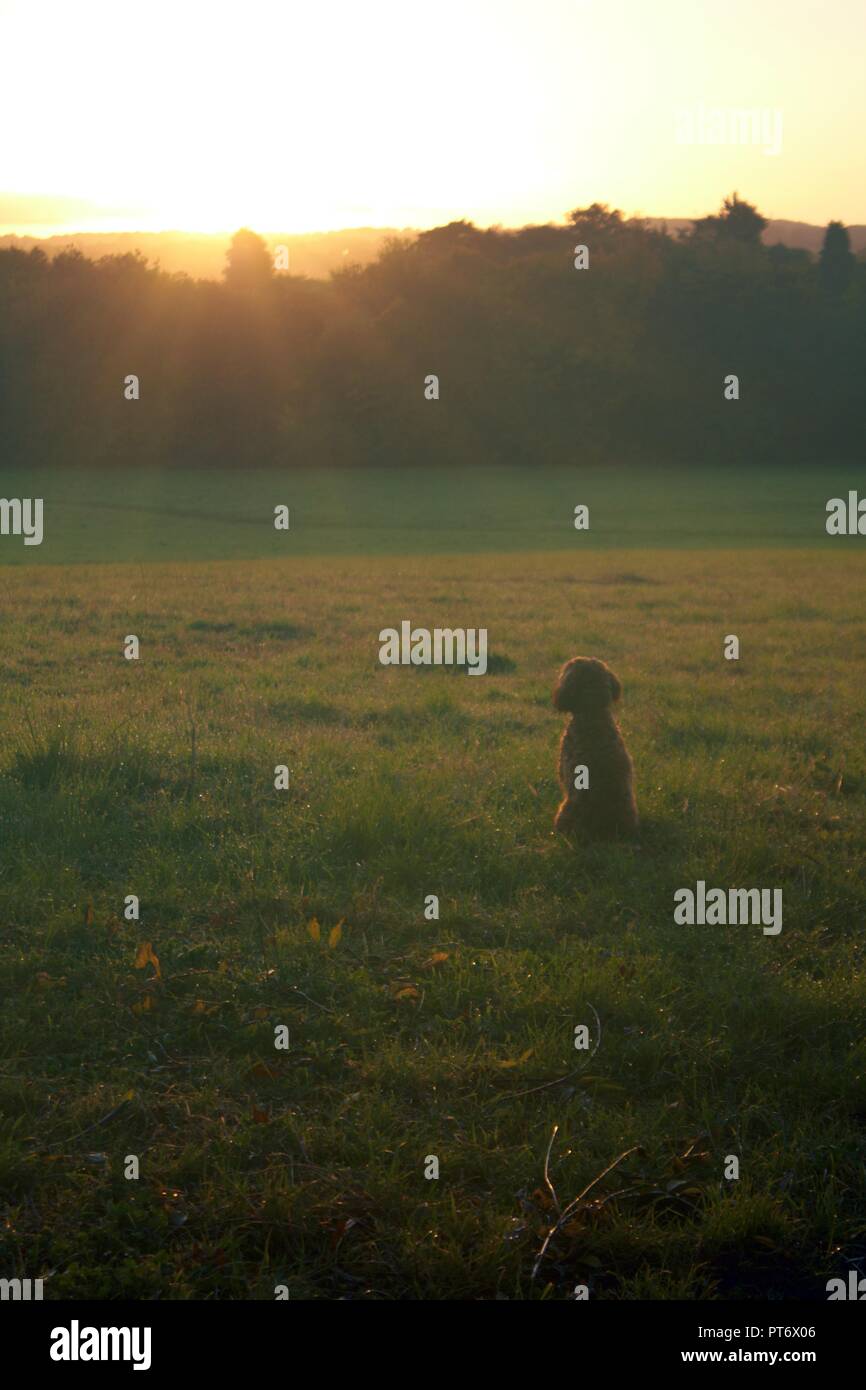 Puppy Gazing in wonder as sun rises above trees Stock Photo