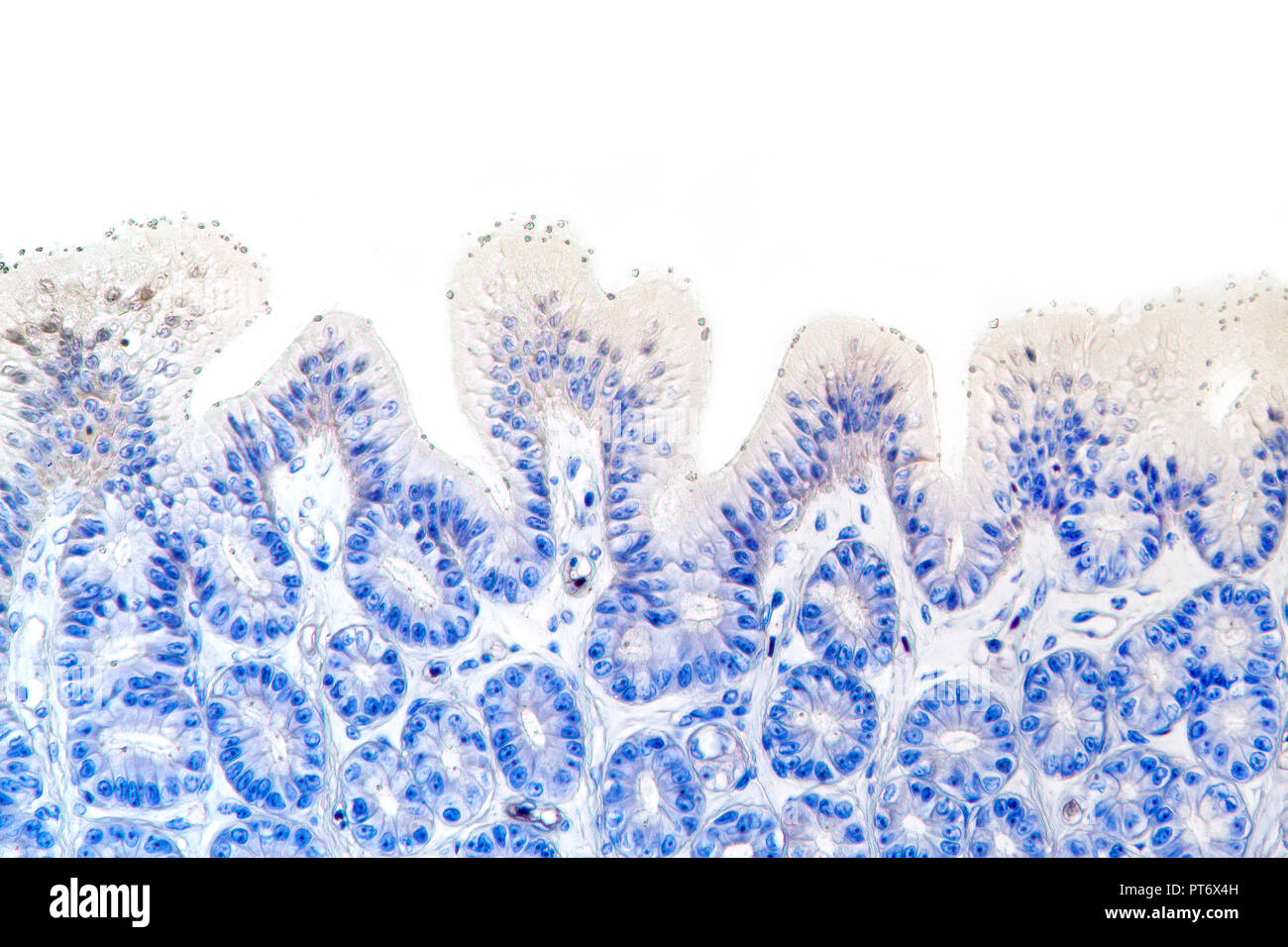Frog stomach wall detail stained, TS, brightfield photomicrograph Stock