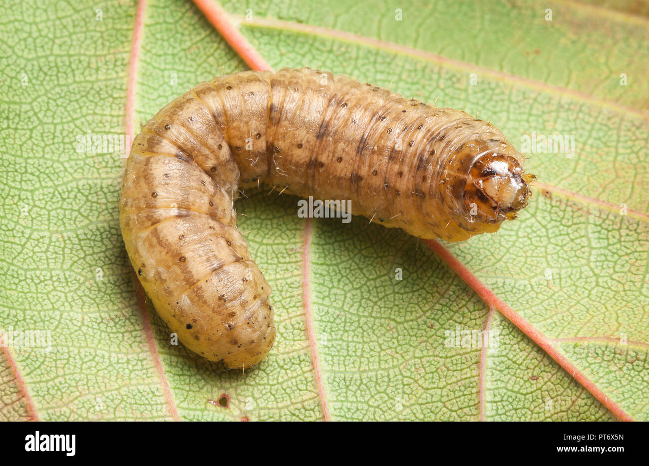Noctuid moth or owlet moth larva, cutworm or armyworm, on leaf Stock Photo