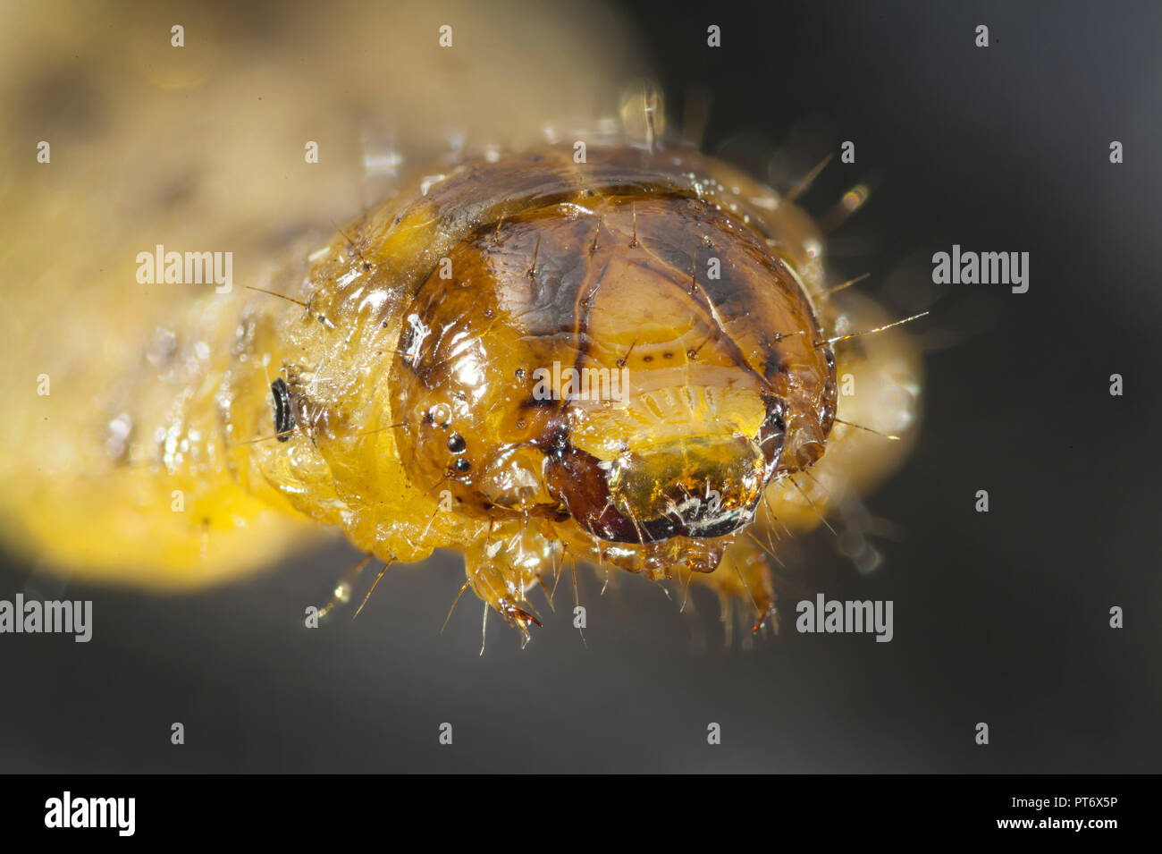 Noctuid moth or owlet moth larva, cutworm or armyworm, high macro view of head, mouthparts, eyes Stock Photo