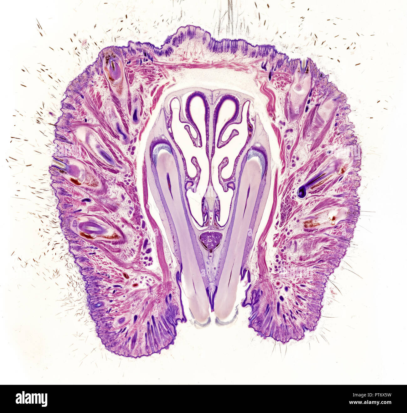 Mouse snout,  brightfield photomicrograph Stock Photo