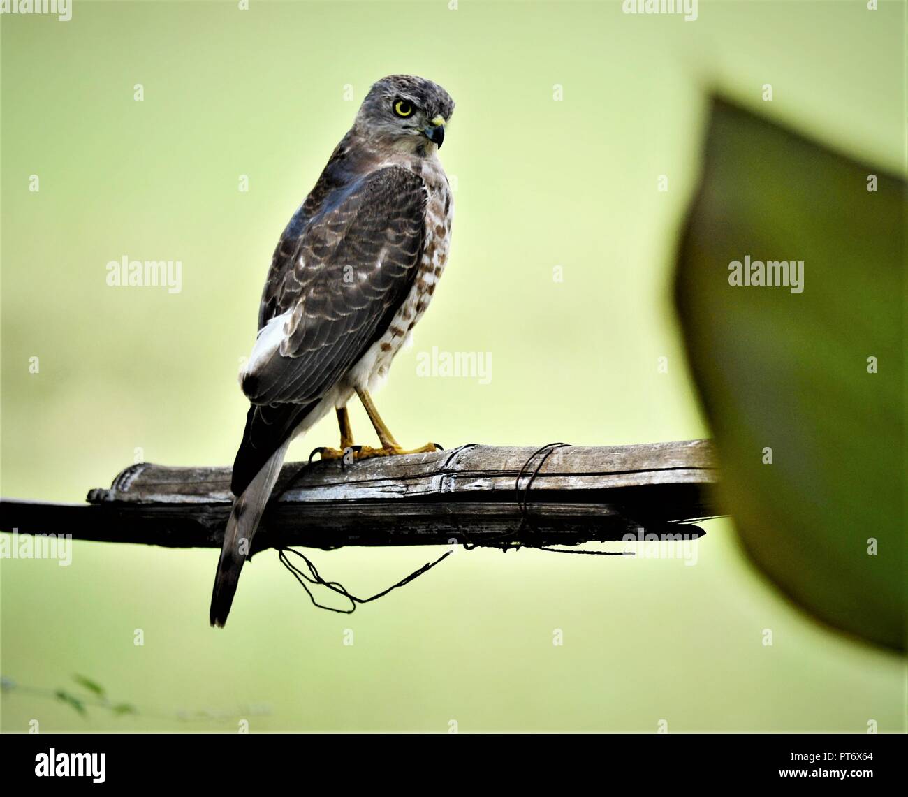 Shikra - Accipiter badius / Birds of prey Stock Photo