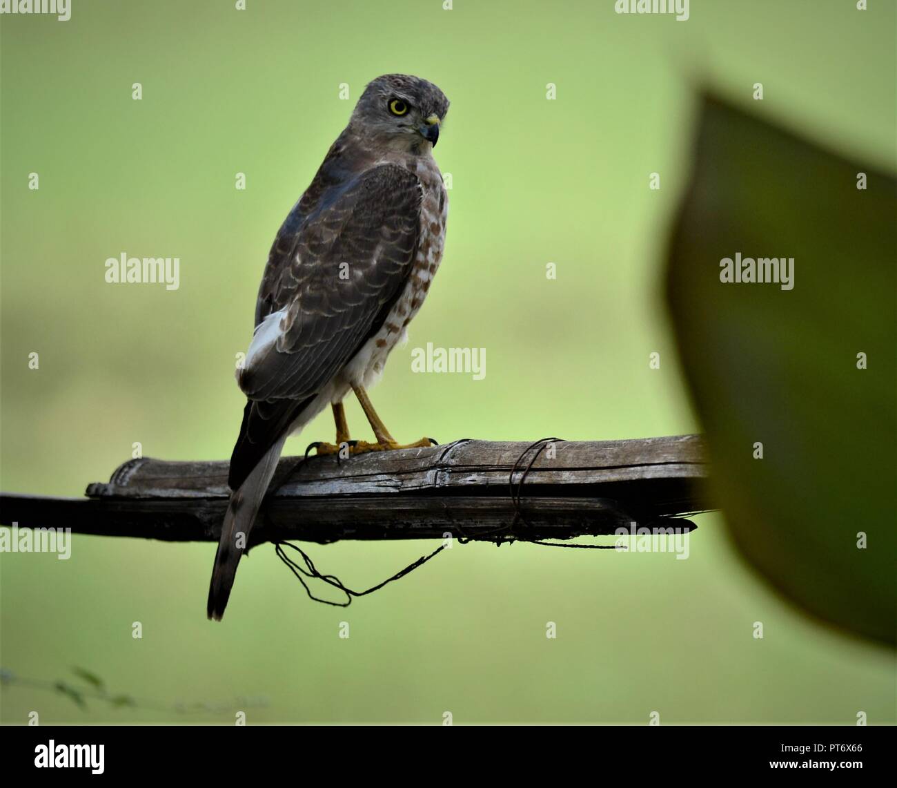 Shikra - Accipiter badius / Birds of prey Stock Photo