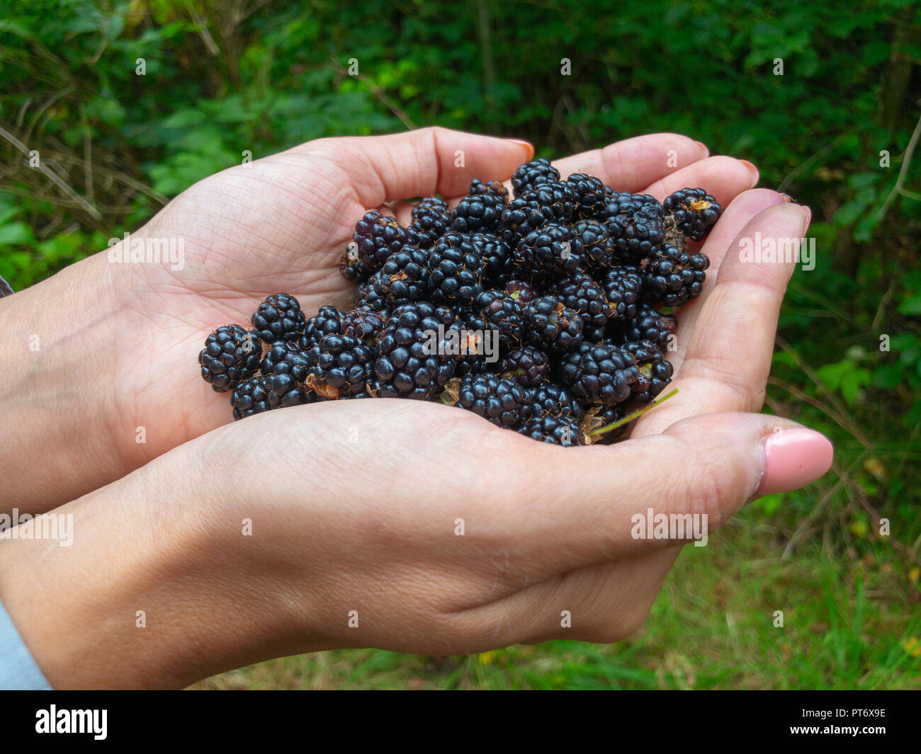Hand Ful Handful blackberry in female hands in a forest Stock Photo - Alamy