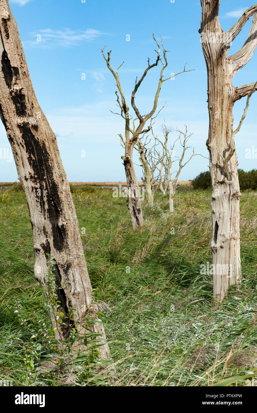 Dead trees in a line at RSPB Nature Reserve, Titchwell Marsh, Norfolk, UK. Stock Photo