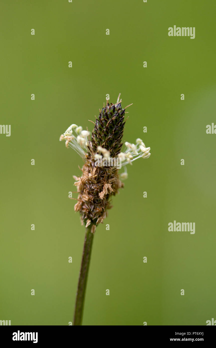 Ribwort plantain, Plantago lanceolata, flower, UK Stock Photo - Alamy