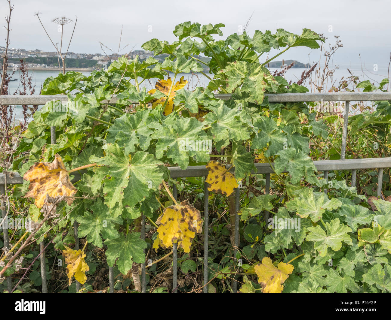 Autumn foliage of Tree Mallow / Lavatera arborea growing beside metal ...