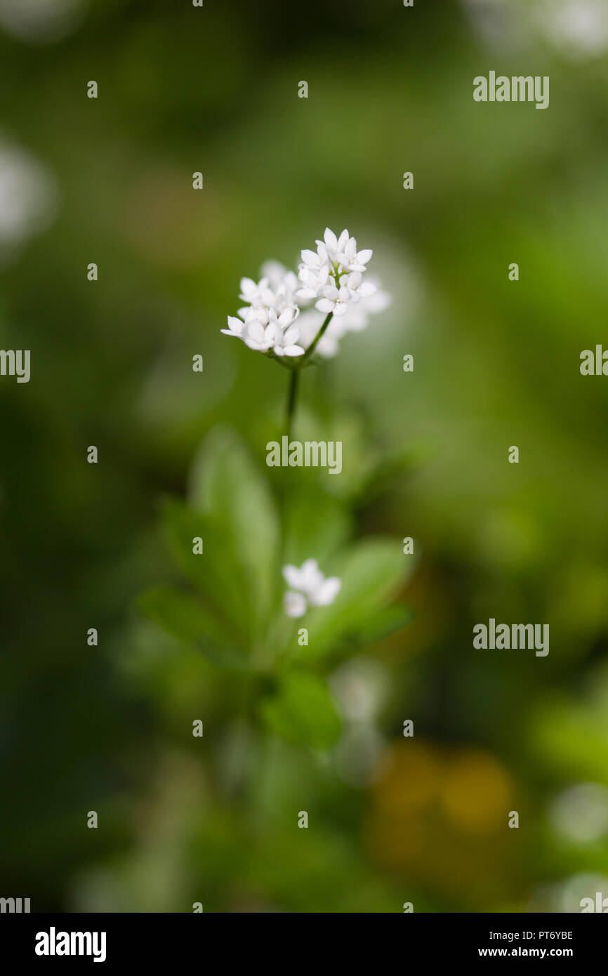 Woodruff leaf hires stock photography and images Alamy