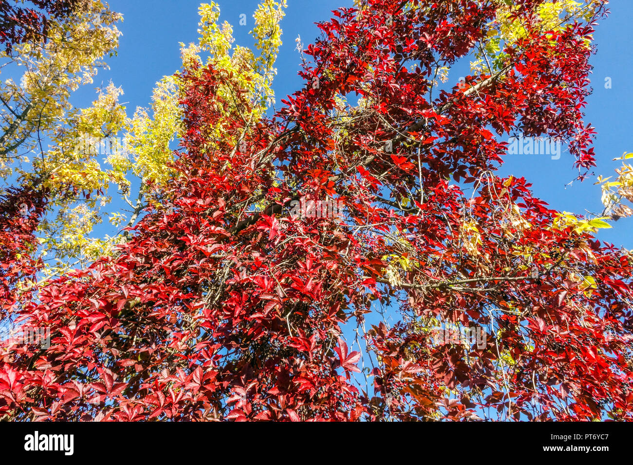 Indian summer Autumn leaves, colourful foliage Virginia Creeper climbimg on tree Stock Photo