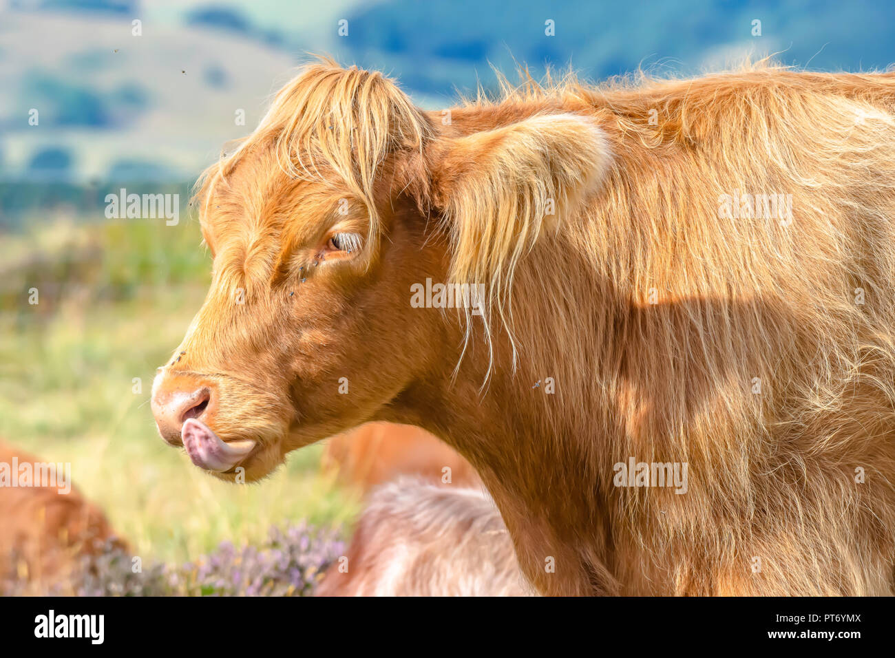 Long Haired Brown Breed Of Cow Showing Its Tongue Funny Farm
