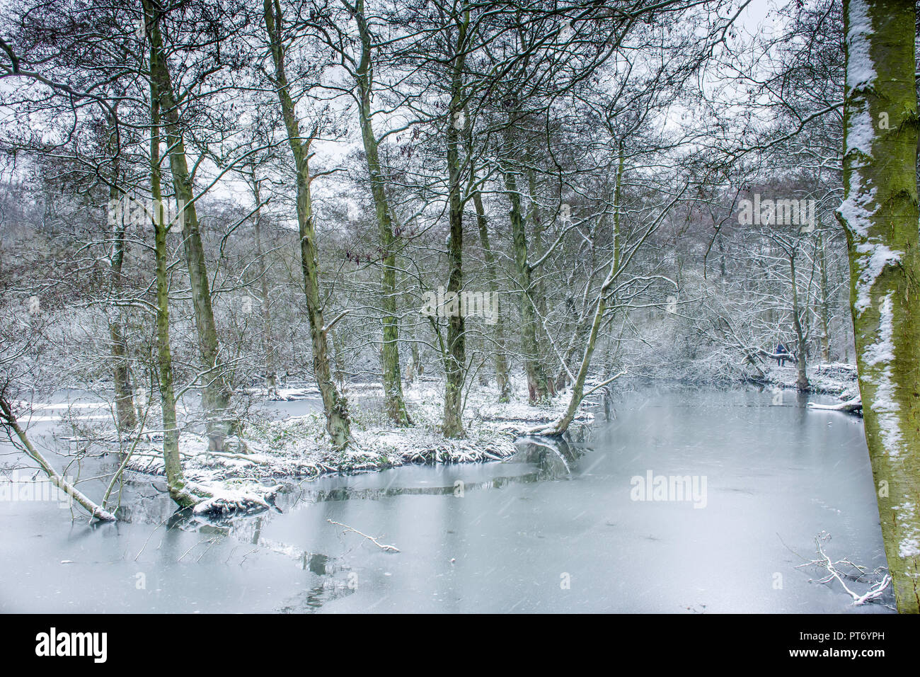 Winter wonderland scenery.Frozen lake in british woodland and falling snow.Ice covering pond surface in wilderness.Snowy forest landscape.Nature uk. Stock Photo