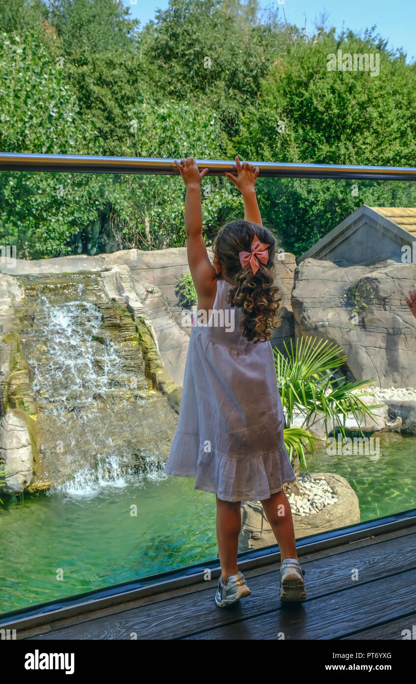 Little girl reaching up to touch the bar of the spectator's screen overlooking a water feature at the zoo. Rear view of the child with lovely curly ha Stock Photo