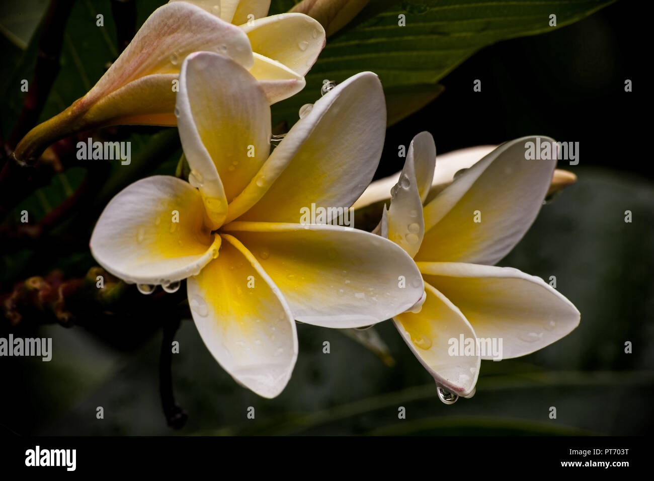 Frangipani Flowers Stock Photo Alamy
