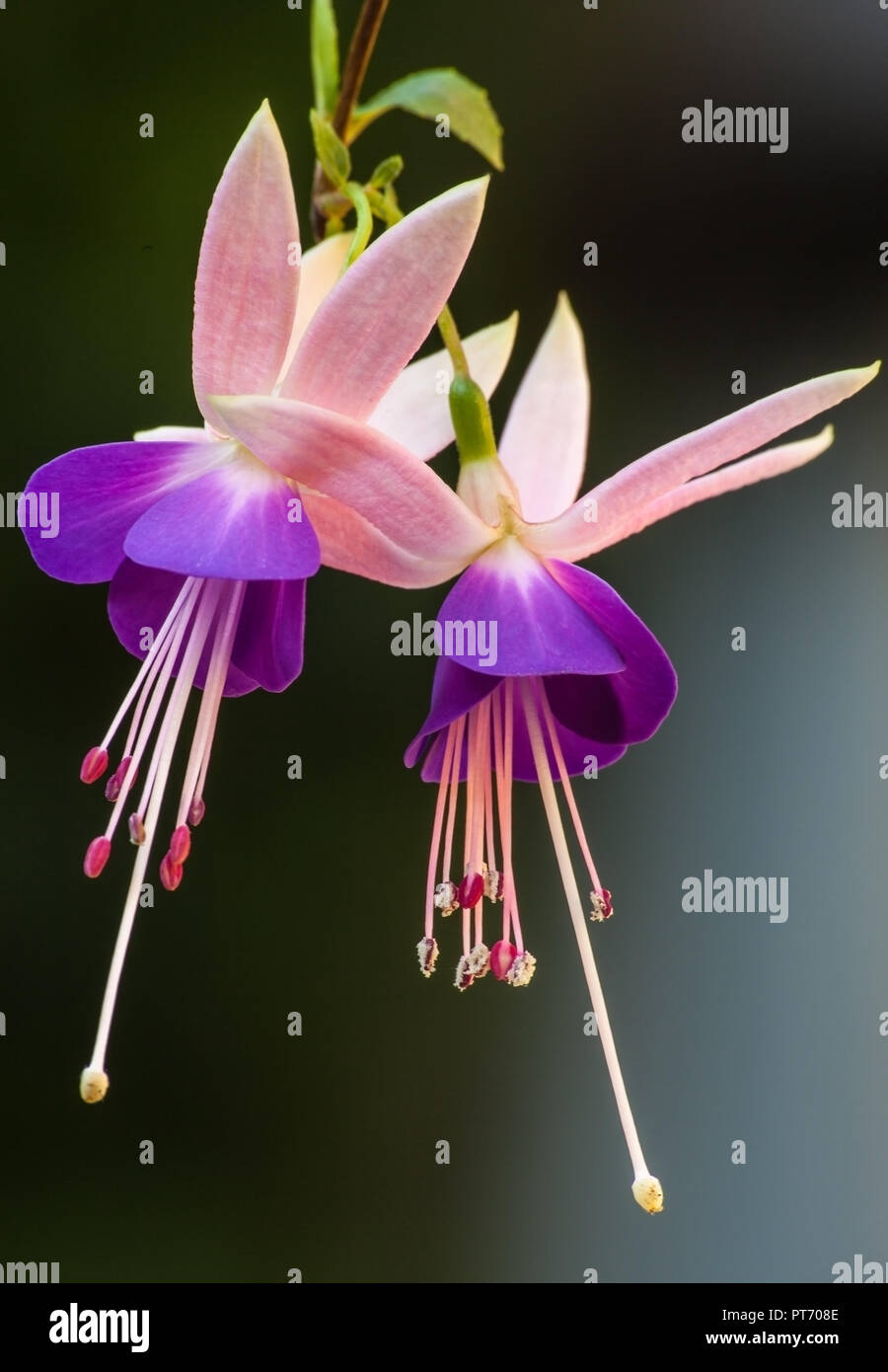 Hanging purple tropical flowers hi-res stock photography and images - Alamy