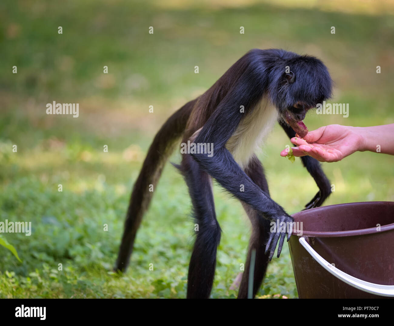 Spider monkey food hi-res stock photography and images - Alamy