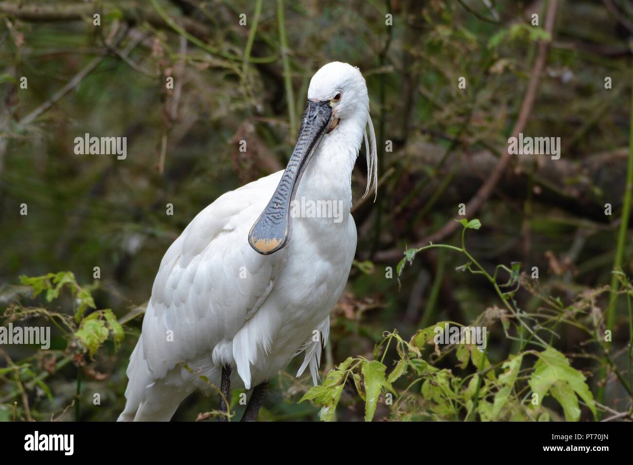 Spoonbill birds hi-res stock photography and images - Alamy