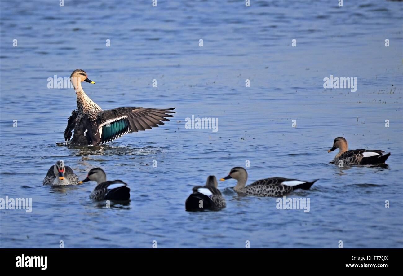 Flock of Indian Spot Billed Duck Stock Photo