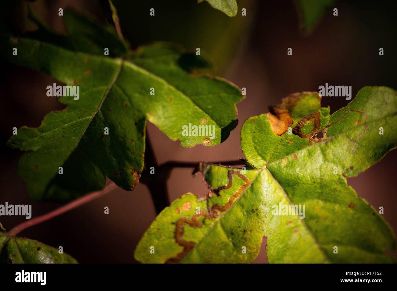 Contrast in focus hi-res stock photography and images - Alamy