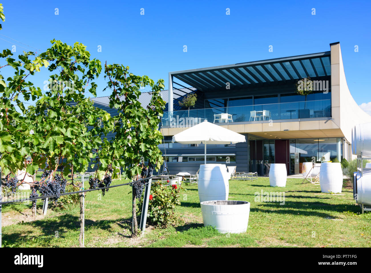 Eisenstadt winery Weingut Esterhazy, vineyard in Neusiedler See (Lake Neusiedl), Burgenland