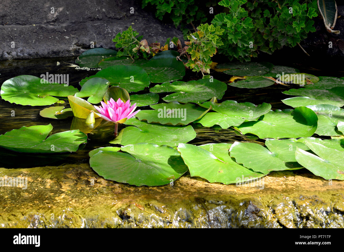 Water lilly Weymouth Red Latin name nymphaea Stock Photo