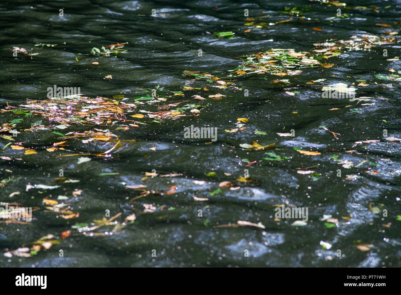 fallen leaves floating on surface of water during autumn Stock Photo ...