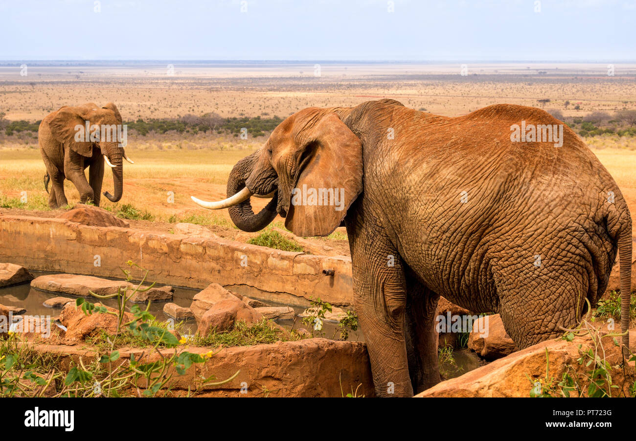 elephant drinking water with anoter elephant watching him Stock Photo