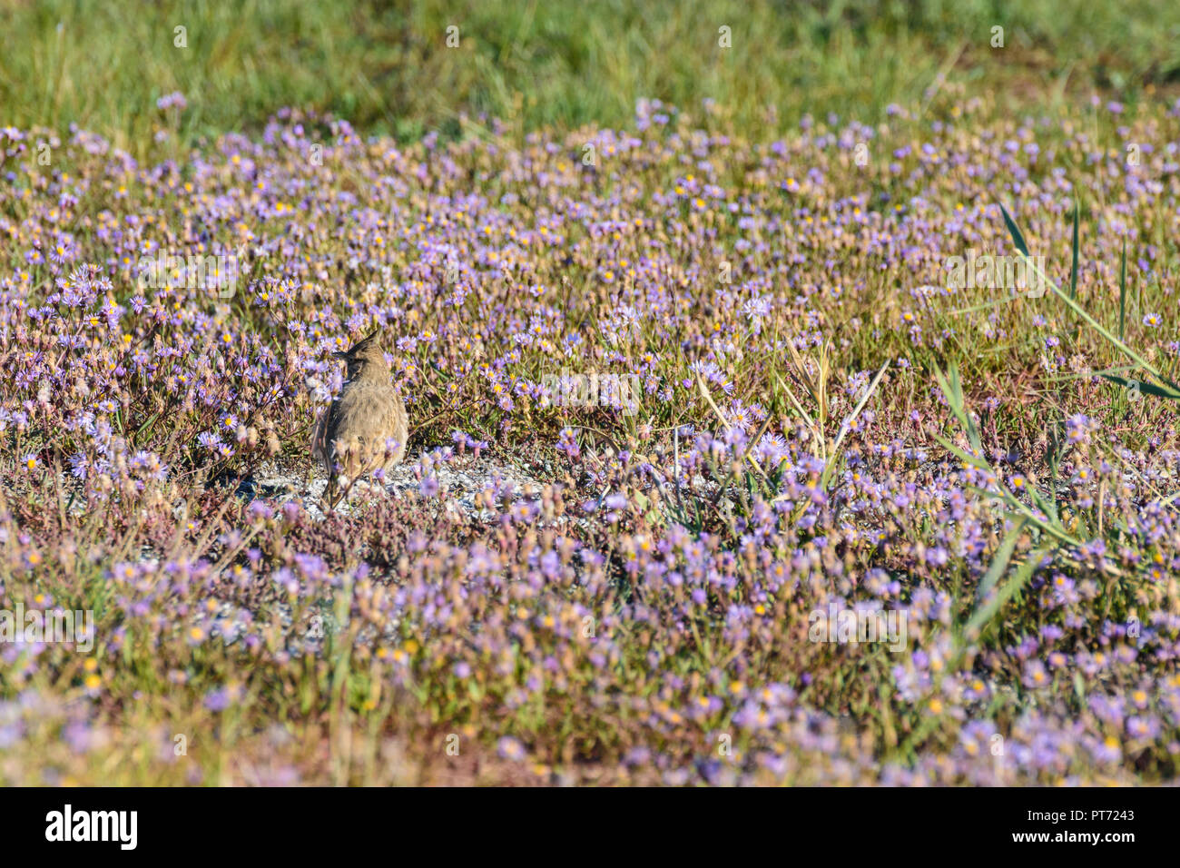 Illmitz: Crested lark, Haubenlerche (Galerida cristata), flowering meadow with sea aster, seashore aster, Strand-Aster (Tripolium pannonicum, Aster tr Stock Photo