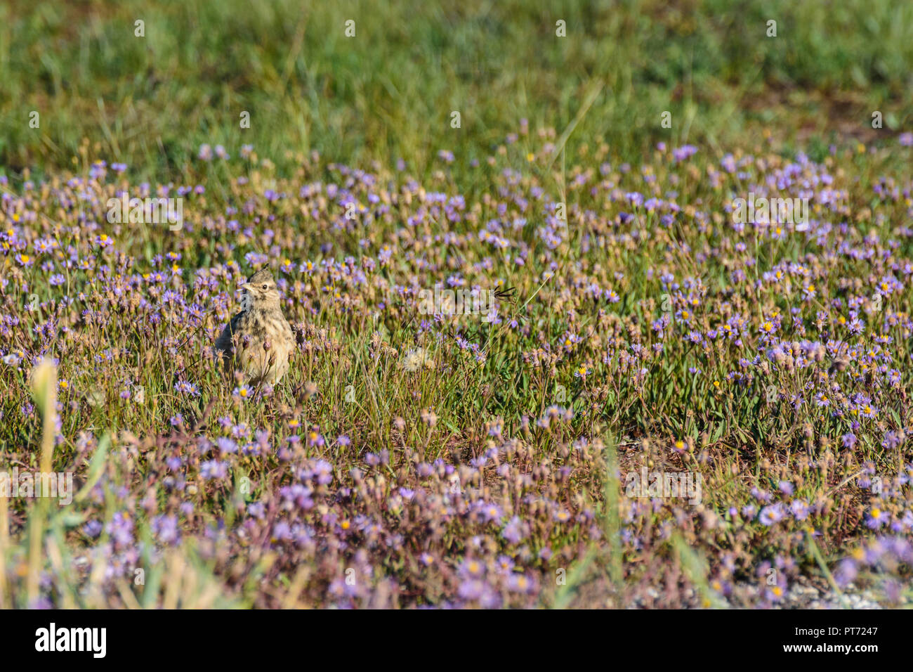 Illmitz: Crested lark, Haubenlerche (Galerida cristata), flowering meadow with sea aster, seashore aster, Strand-Aster (Tripolium pannonicum, Aster tr Stock Photo