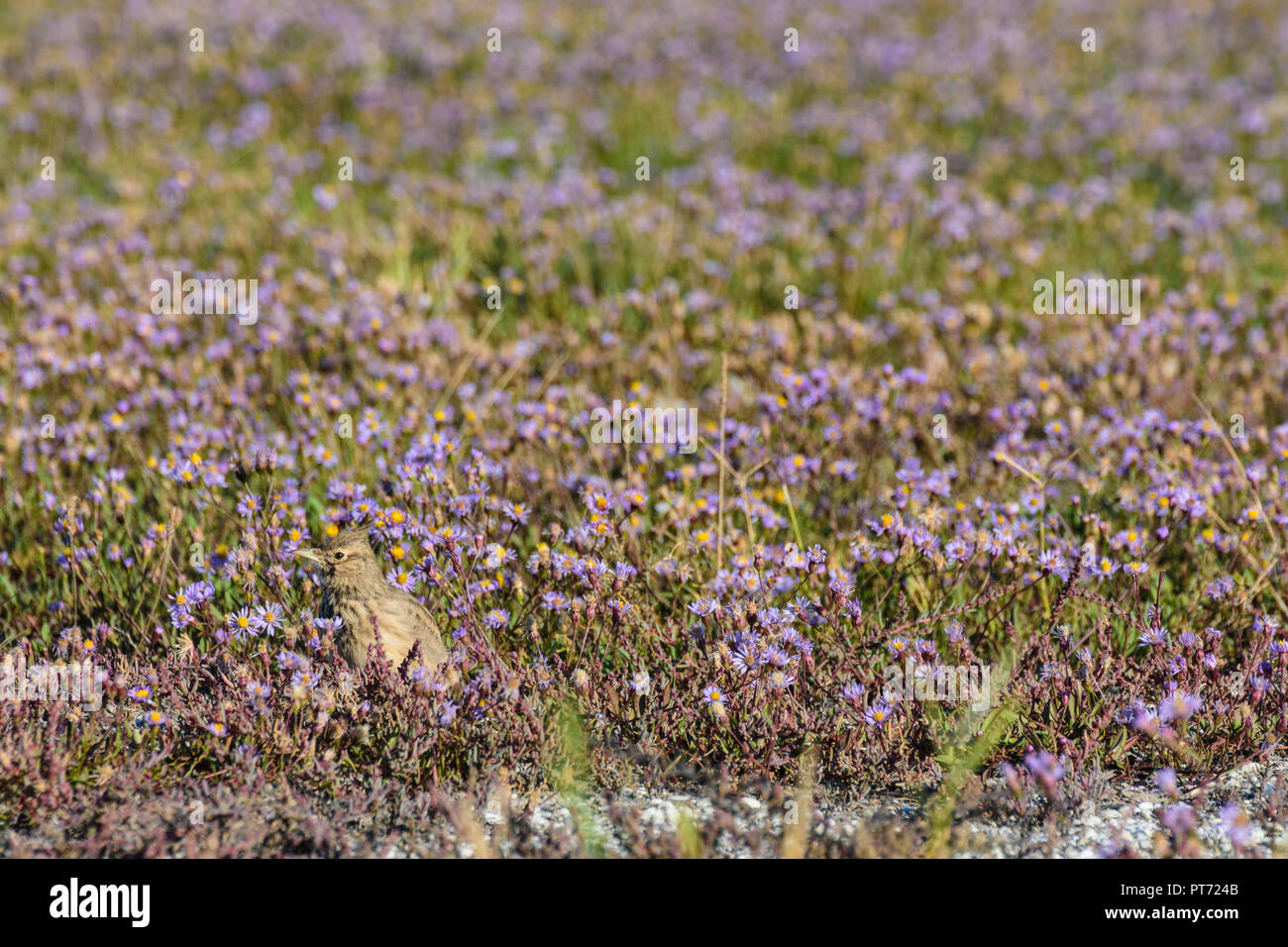 Illmitz: Crested lark, Haubenlerche (Galerida cristata), flowering meadow with sea aster, seashore aster, Strand-Aster (Tripolium pannonicum, Aster tr Stock Photo