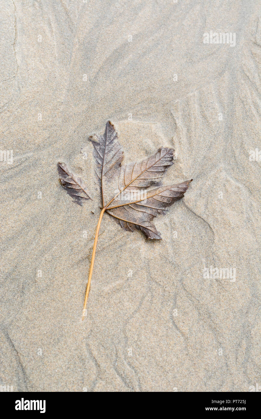 Autumnal leaf caught in wet beach sand. Abstract leaf texture Stock Photo Alamy