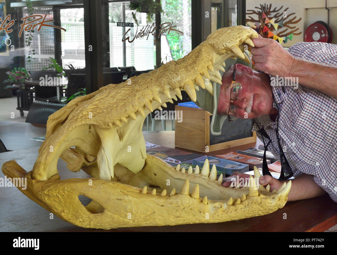 Tourist opening skull of crocodile in the Territory Wildlife Park, Cox ...