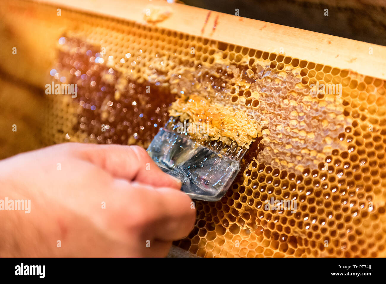 Honey extraction hires stock photography and images Alamy