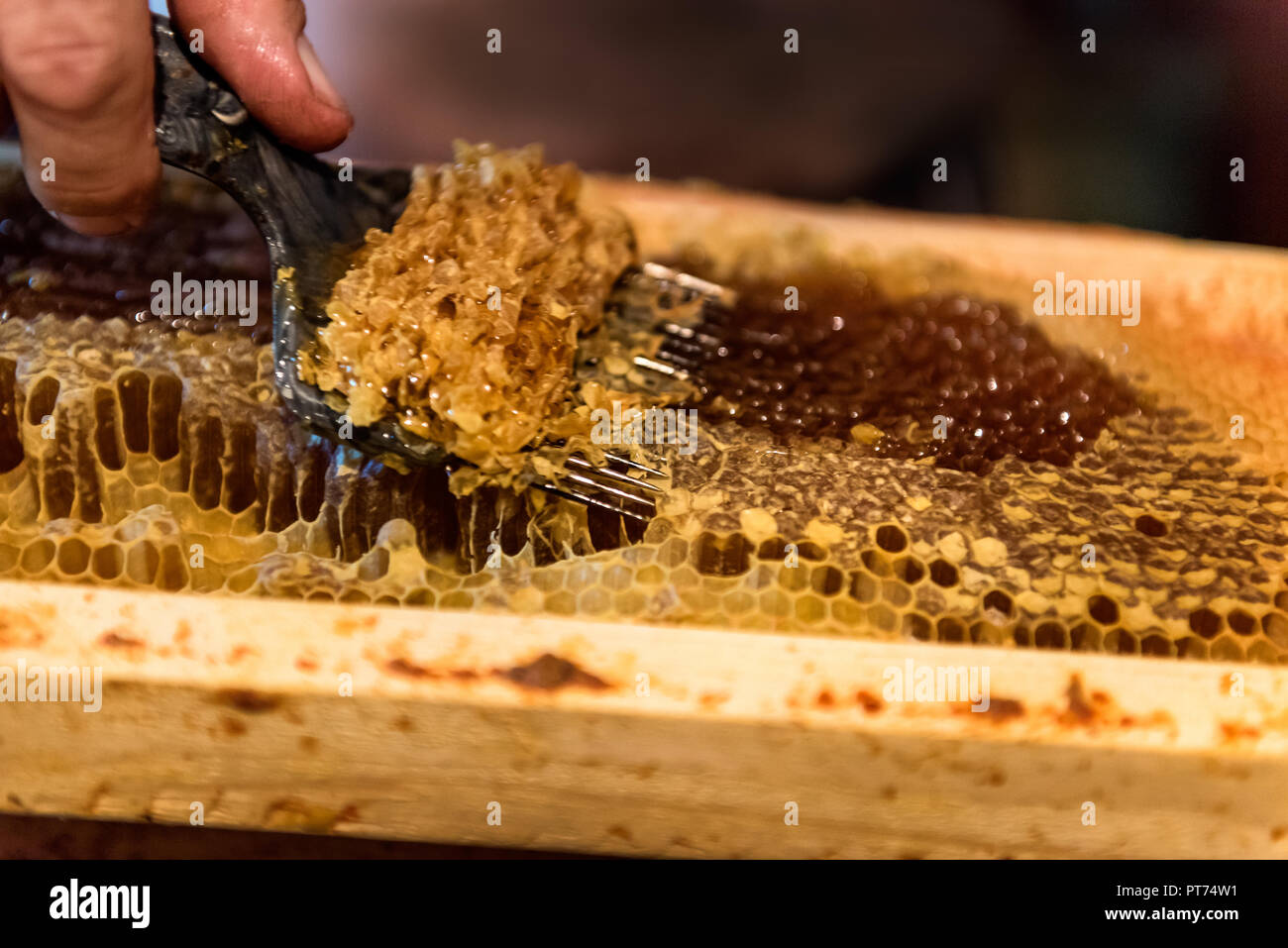 Beekeeping. The beekeeper removes the wax lids from frames