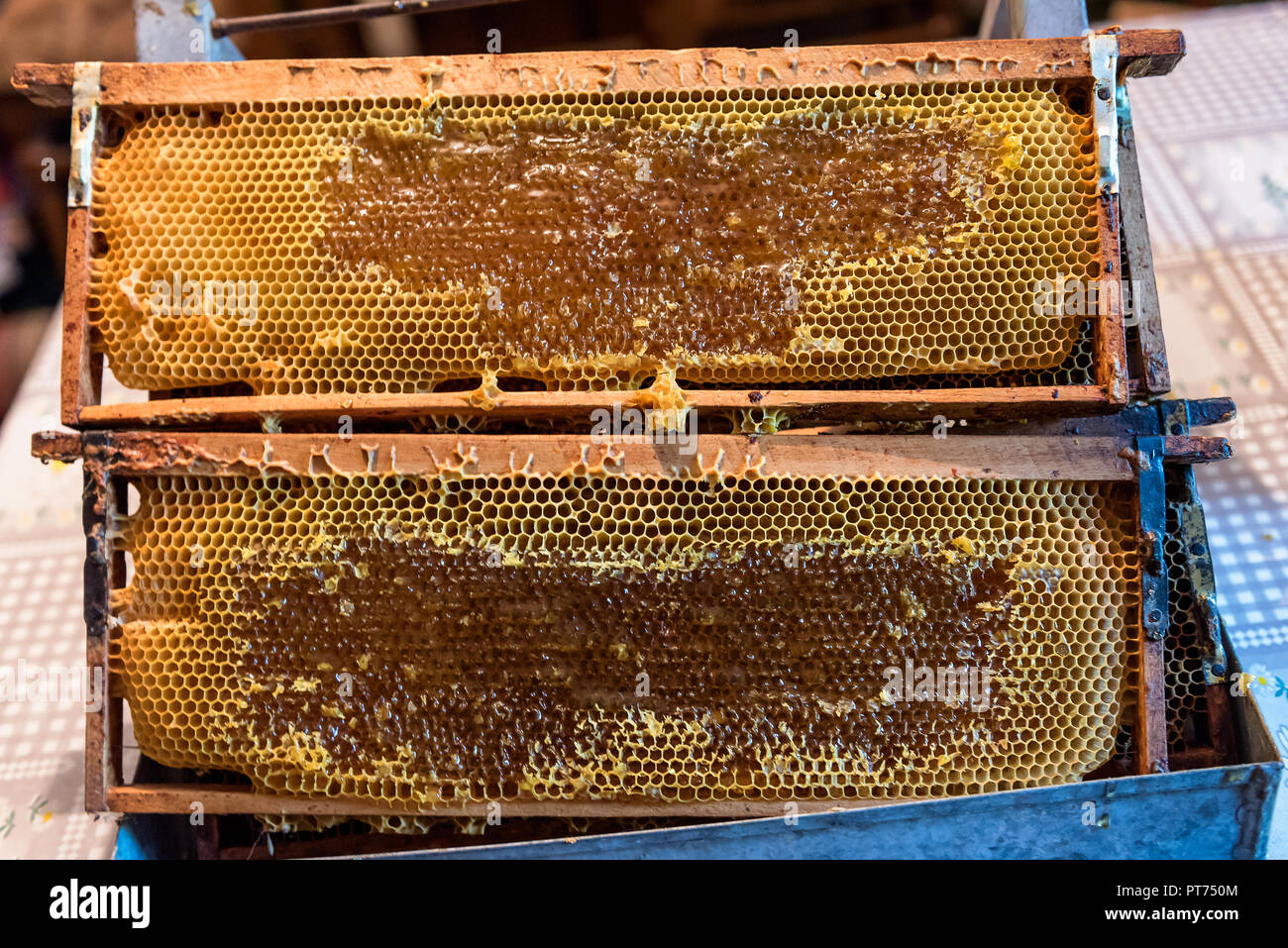 Wax Bee Swarm Stock Photos & Wax Bee Swarm Stock Images Alamy