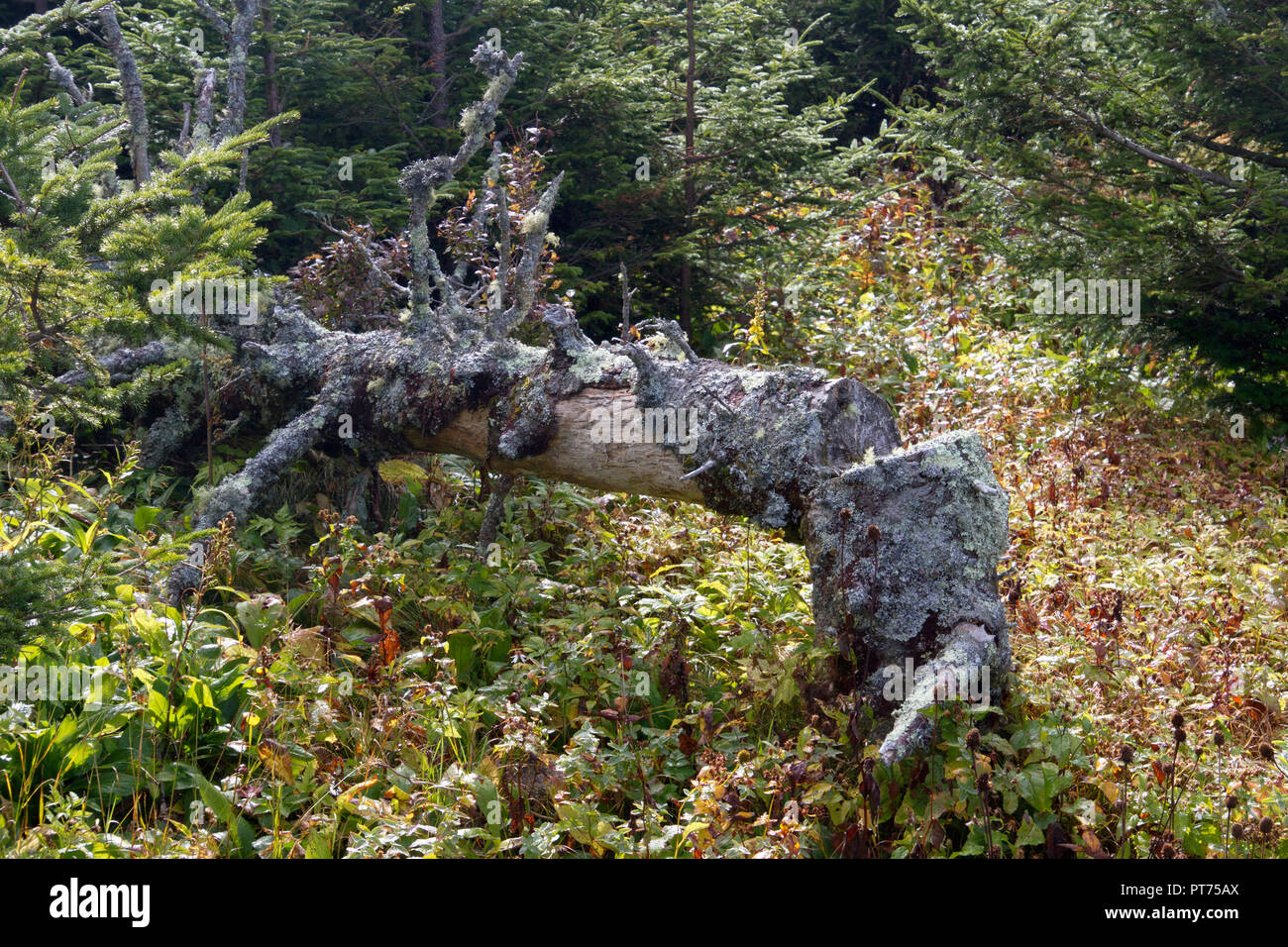 Old, dead, bent over conifer tree covered in lichens decomposing in a high elevation forest on Mount Mitchell State Park in North Carolina, USA Stock Photo