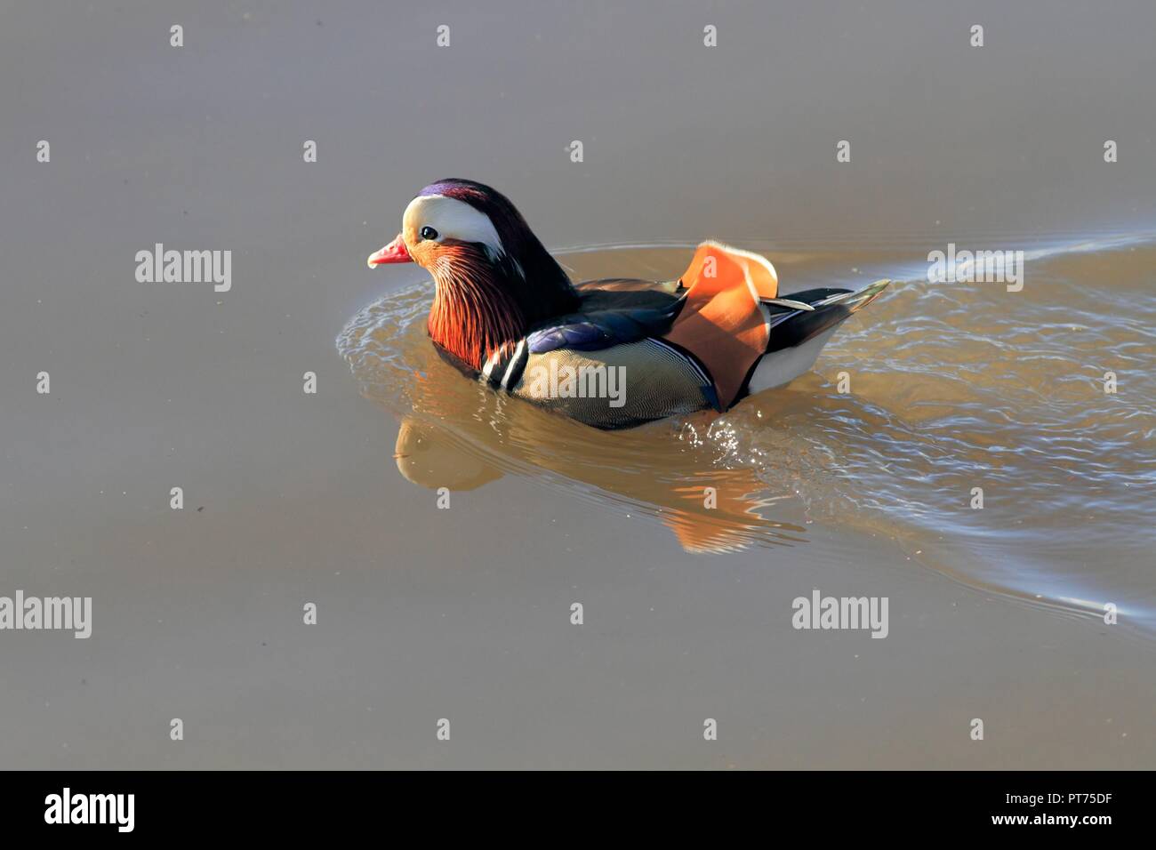 Profile closeup of a colorful male mandarin duck swimming seeing ...