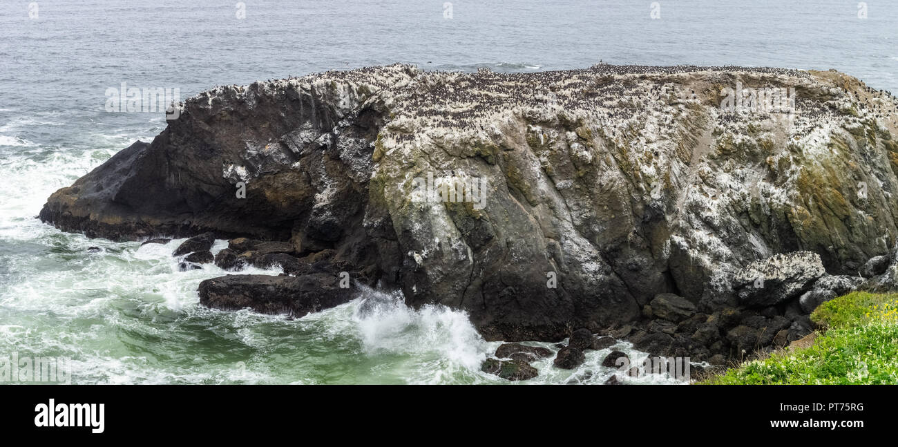 Birds island with cormorants colony at Yaquina Head Outstanding Natural Area State Park, Newport, Pacific Coast, Oregon, USA. Stock Photo