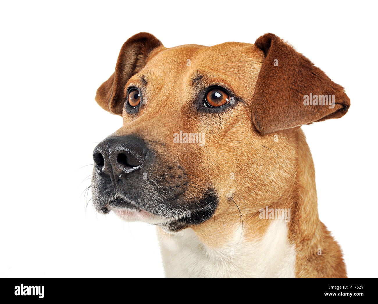 Mixed breed dog portrait in a white photo studio Stock Photo Alamy