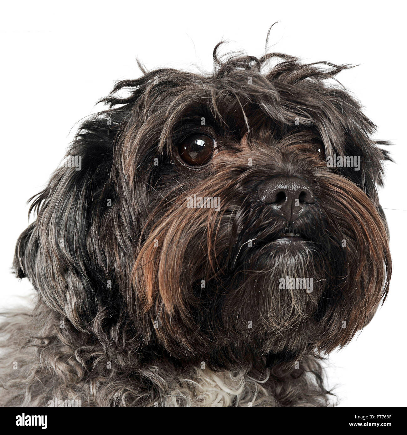 Long Hair Small Dog Portrait In A White Studio Stock Photo